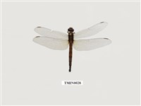 藏品(金黃蜻蜓)的圖片